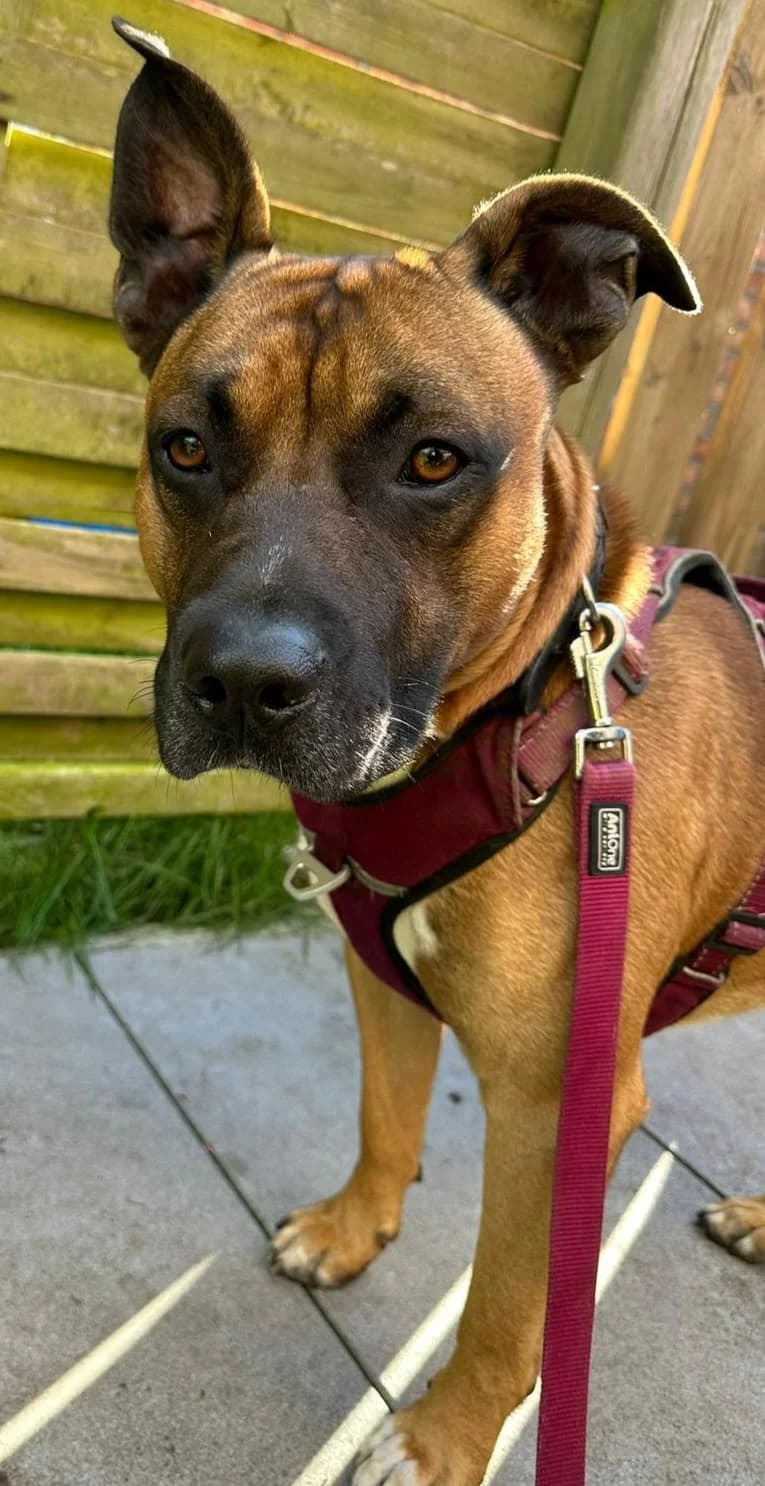 Big Dacki, male Mixed Breed for adoption at Tierschutzverein Bremerhaven, Bremerhaven