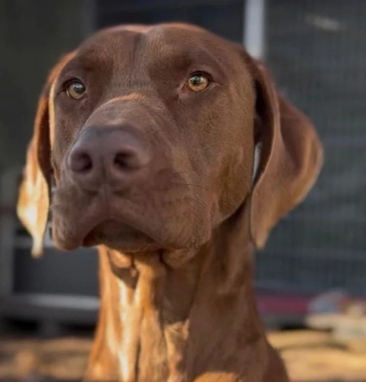 Paul, male Mixed Breed for adoption at Tierschutzverein Bremerhaven, Bremerhaven