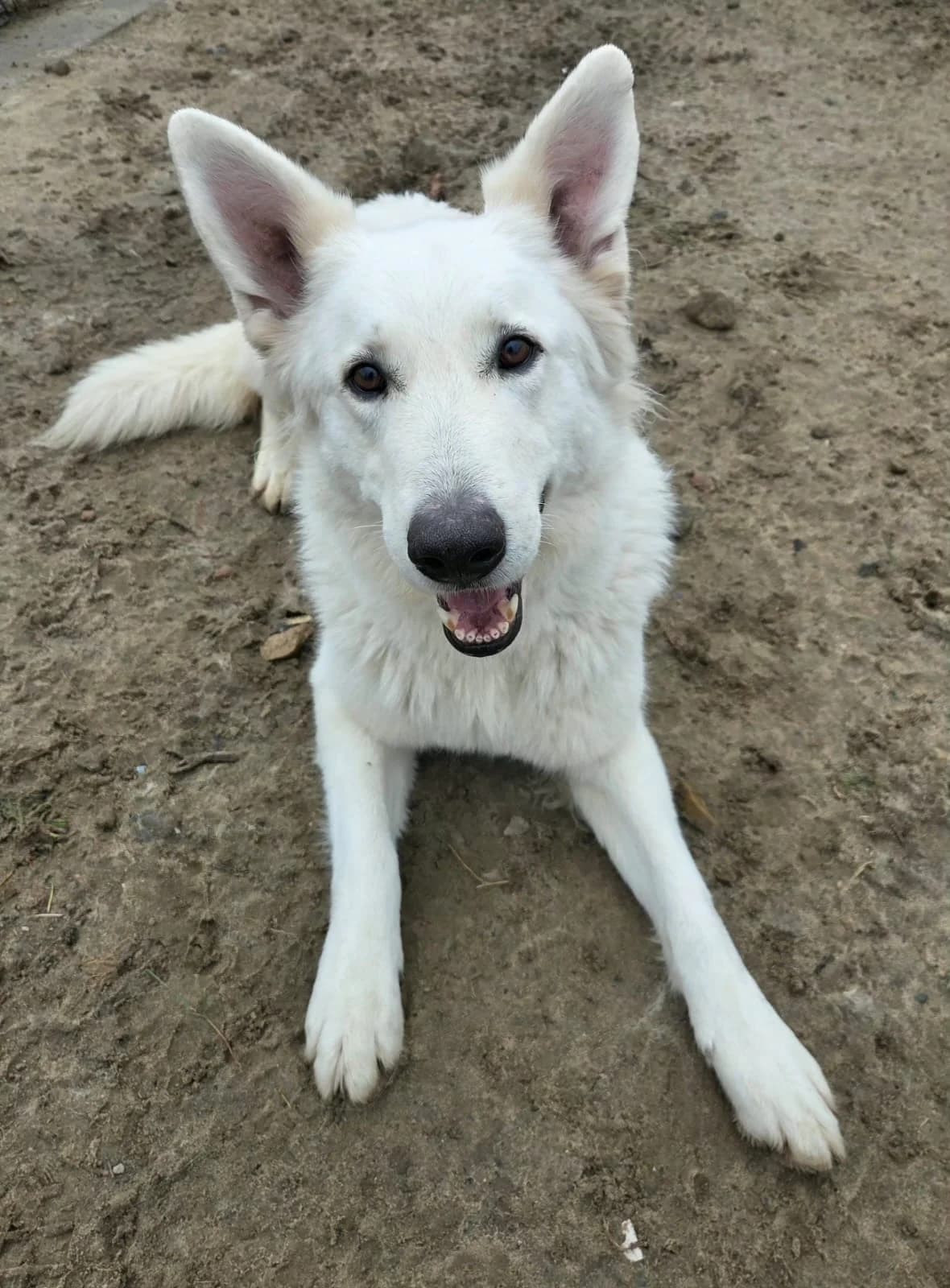 Ice *reserviert*, male Mixed Breed for adoption at Tierschutzverein Bremerhaven, Bremerhaven