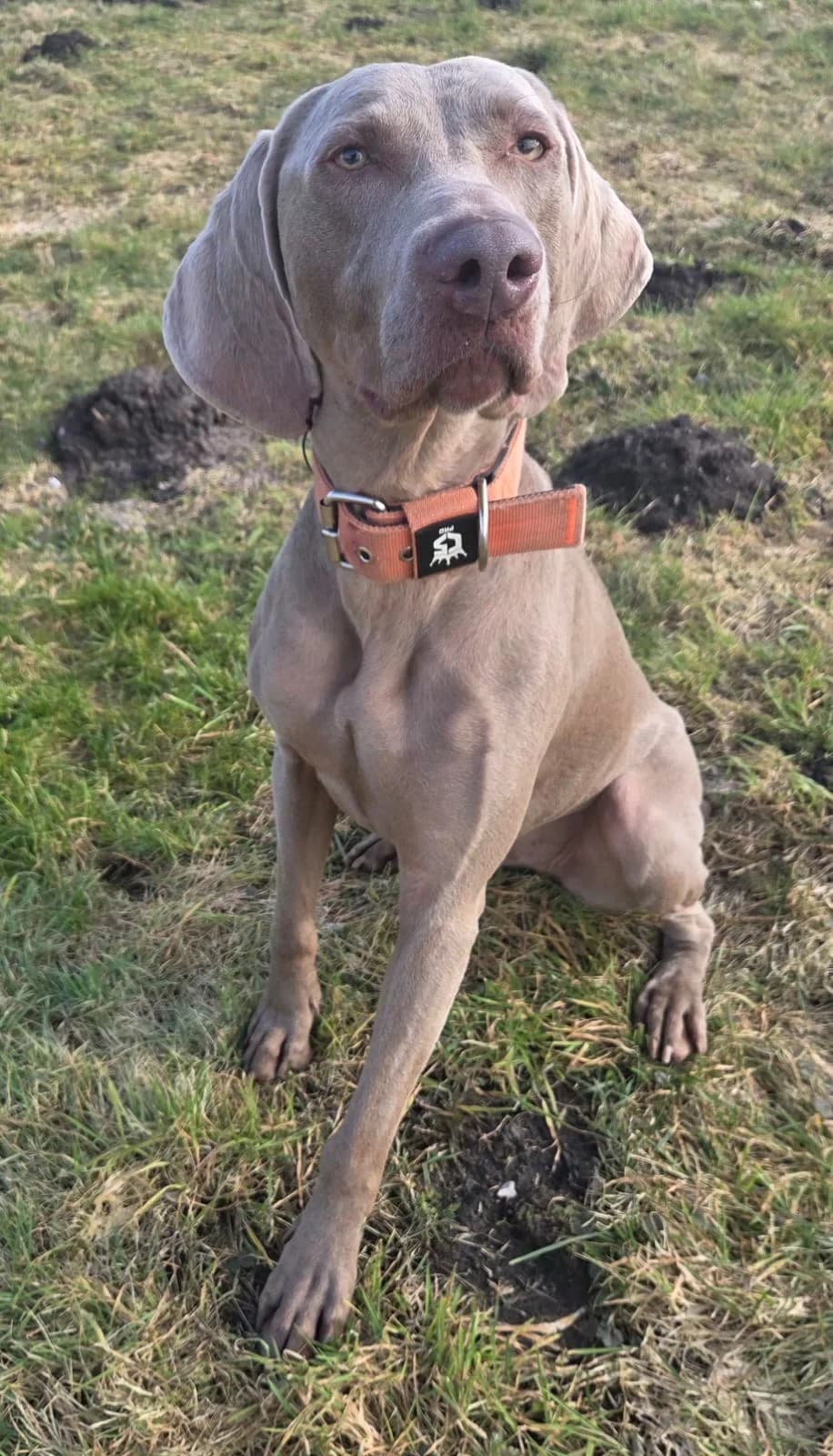 Dorla, female Mixed Breed for adoption at Tierschutzverein Bremerhaven, Bremerhaven