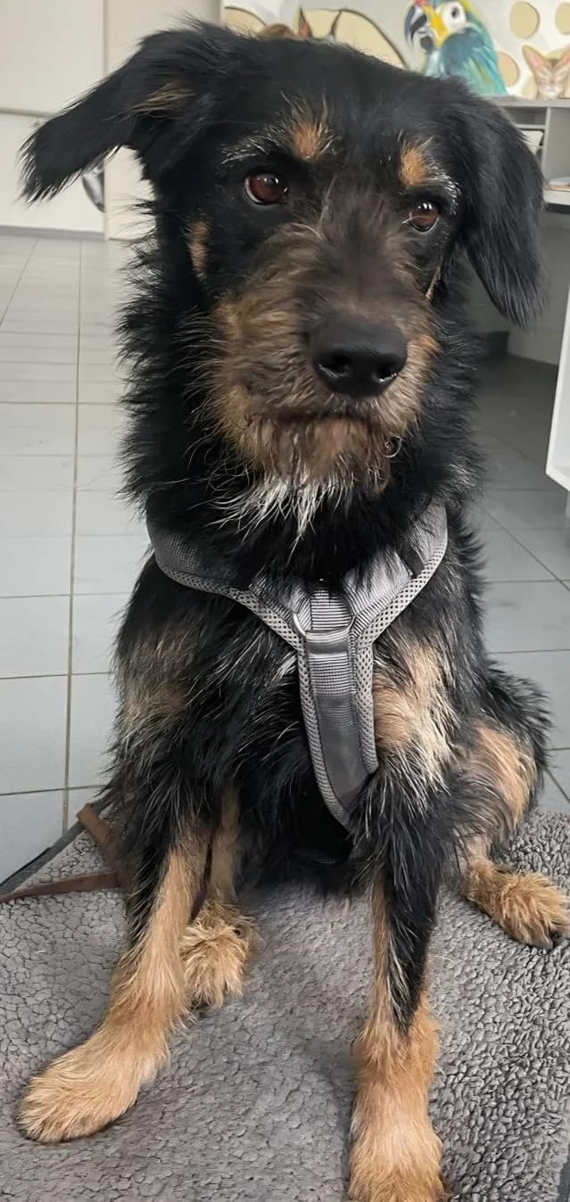 Leo, male Mixed Breed for adoption at Tierschutzverein Bremerhaven, Bremerhaven