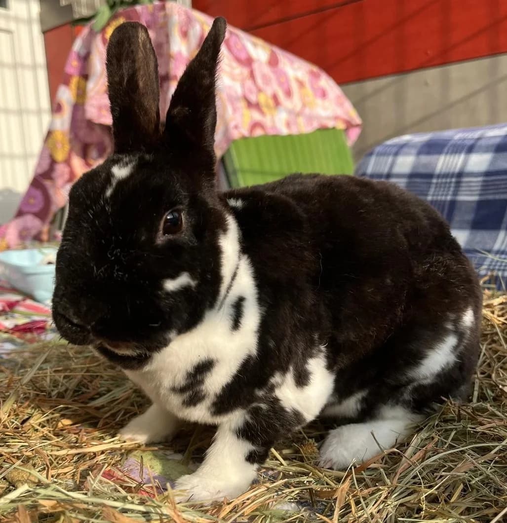 Luise, female Mixed Breed for adoption at Tierschutzverein Bremerhaven, Bremerhaven