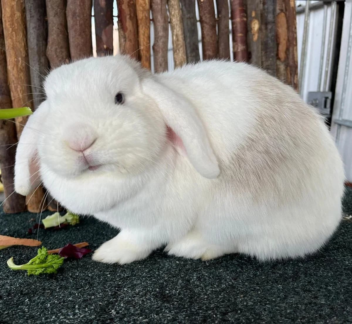 Naomi, female Mixed Breed for adoption at Tierschutzverein Bremerhaven, Bremerhaven