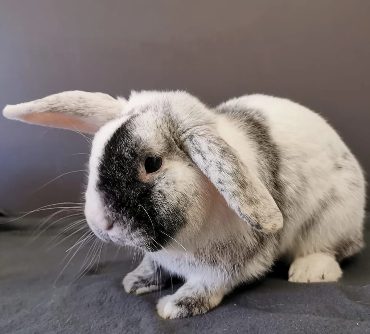 Seth, male Mixed Breed for adoption at Tierschutzverein Bremerhaven, Bremerhaven