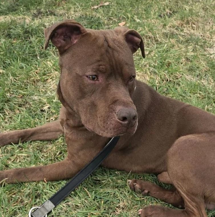 Brownie, male Mixed Breed for adoption at Tierschutzverein Bremerhaven, Bremerhaven