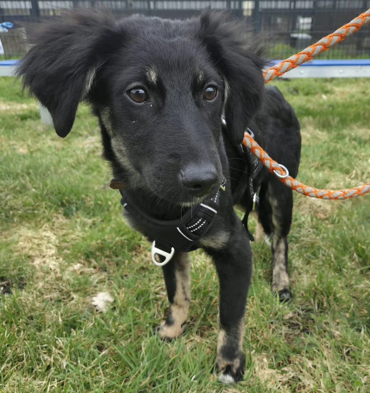 Rosy, female Mixed Breed for adoption at Tierschutzverein Bremerhaven, Bremerhaven