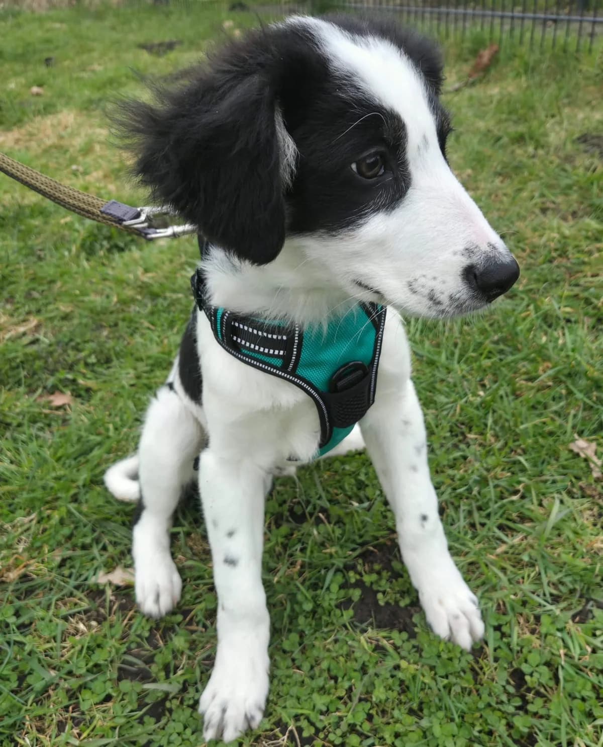 Pepe *reserviert*, male Mixed Breed for adoption at Tierschutzverein Bremerhaven, Bremerhaven