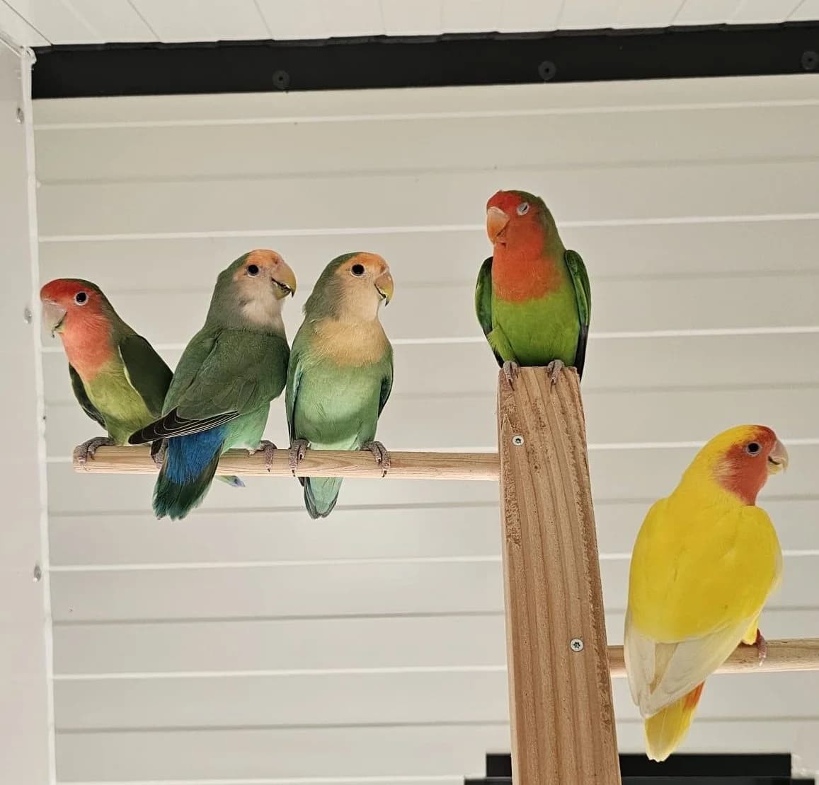 Zoe, Eveline, Mia, Lukas & Jack,  Mixed Breed for adoption at Tierschutzverein Bremerhaven, Bremerhaven