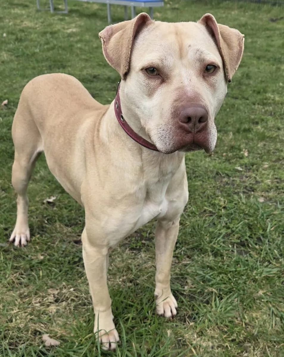 Mathea, female Mixed Breed for adoption at Tierschutzverein Bremerhaven, Bremerhaven