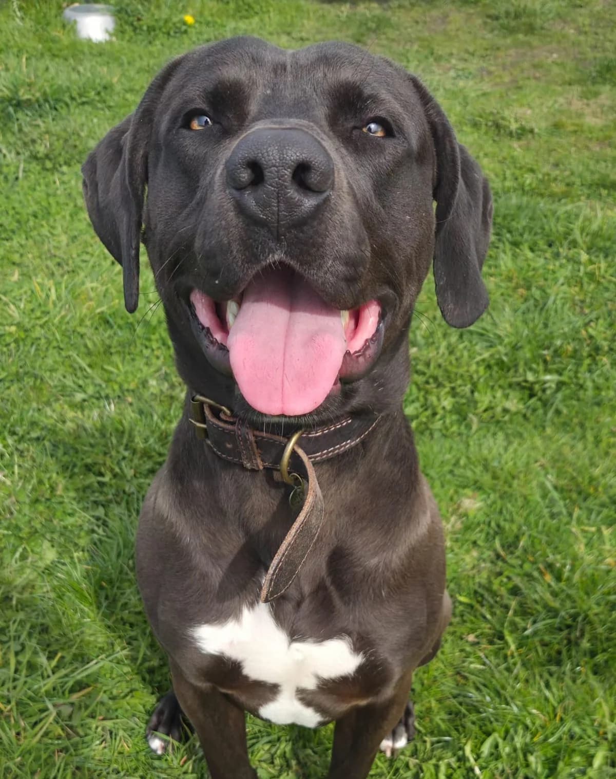 Albus *reserviert*, male Mixed Breed for adoption at Tierschutzverein Bremerhaven, Bremerhaven