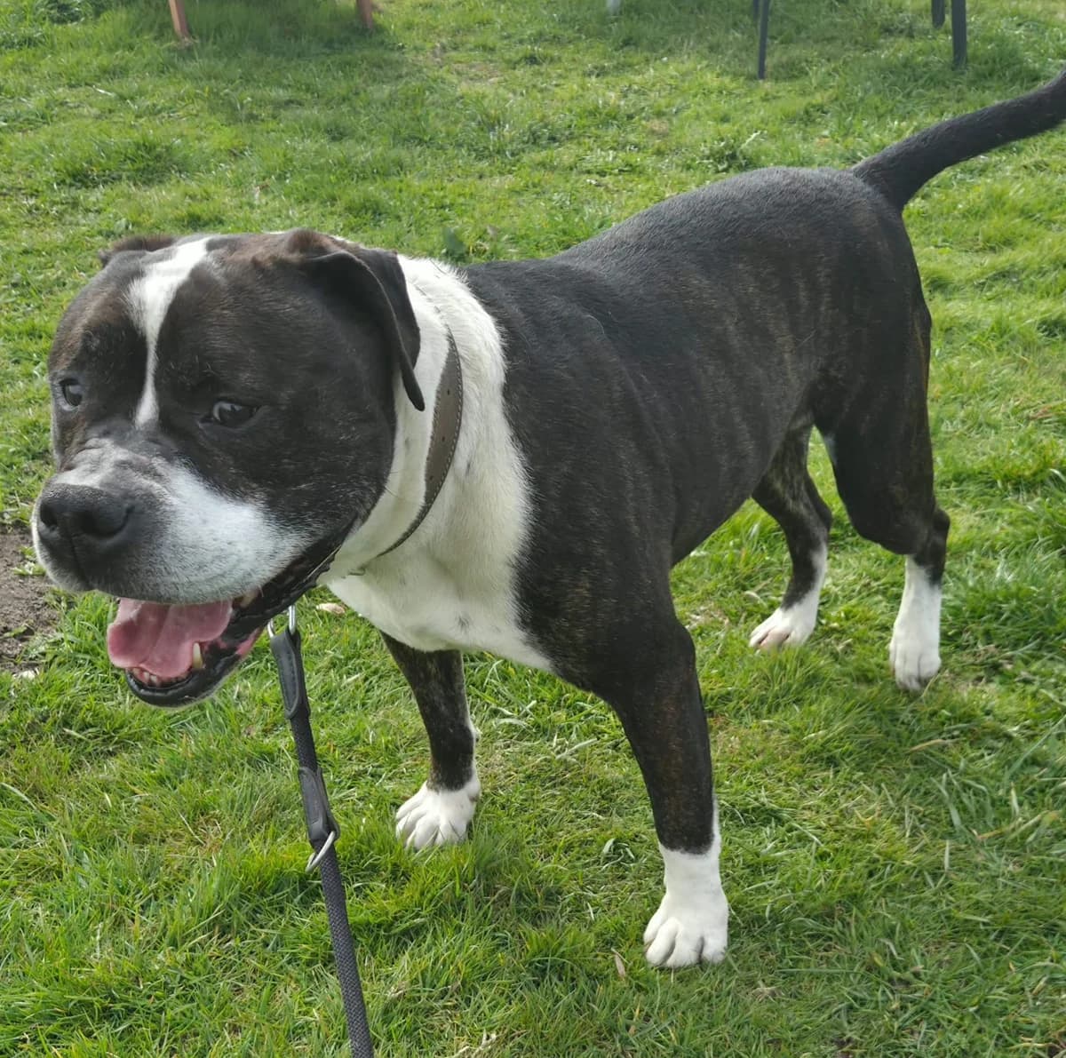 Louis, male Mixed Breed for adoption at Tierschutzverein Bremerhaven, Bremerhaven