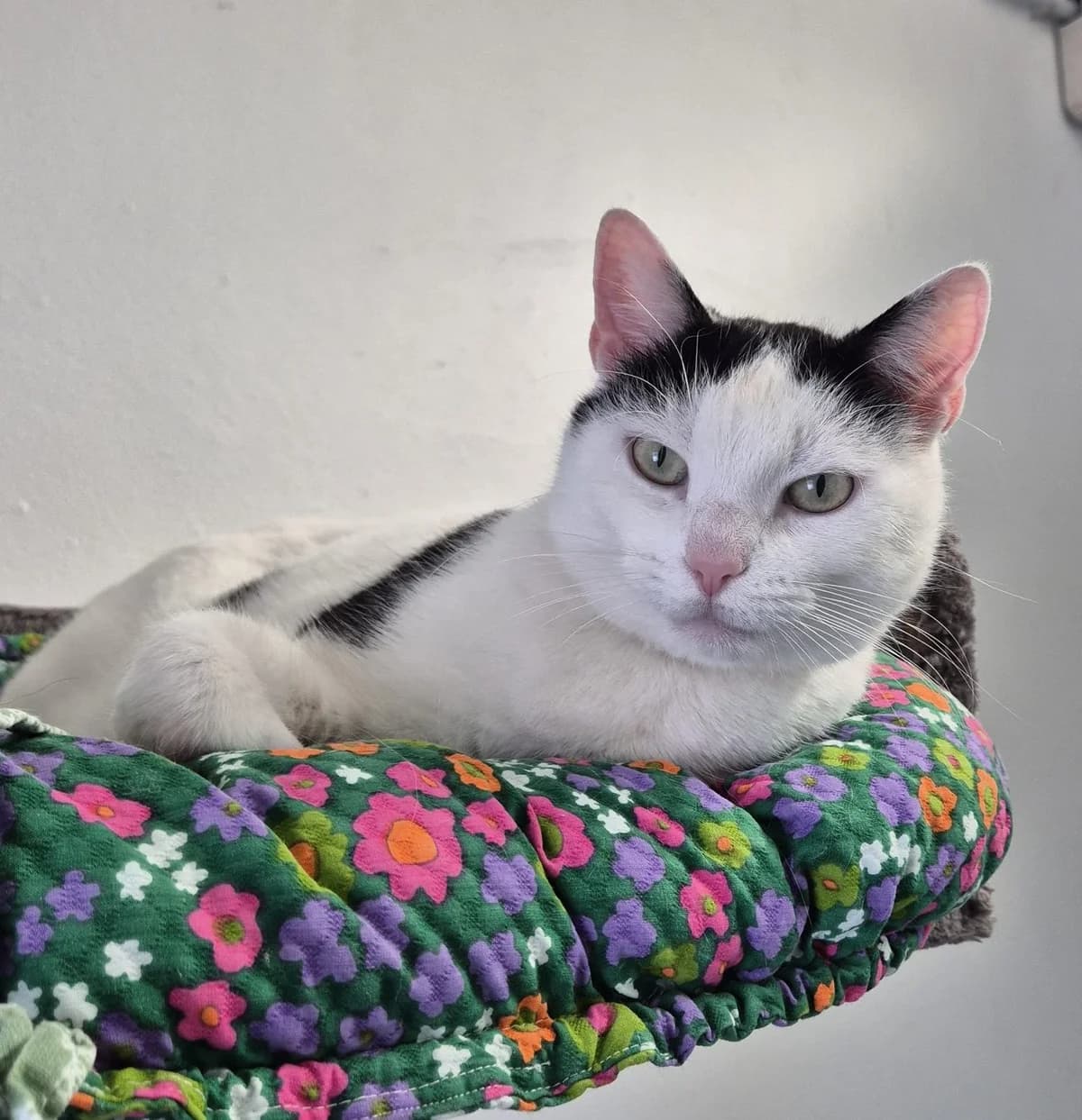 Princess, female Mixed Breed for adoption at Tierschutzverein Bremerhaven, Bremerhaven