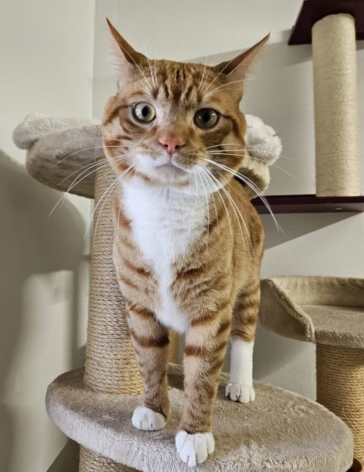 Clifford, male Mixed Breed for adoption at Tierschutzverein Bremerhaven, Bremerhaven