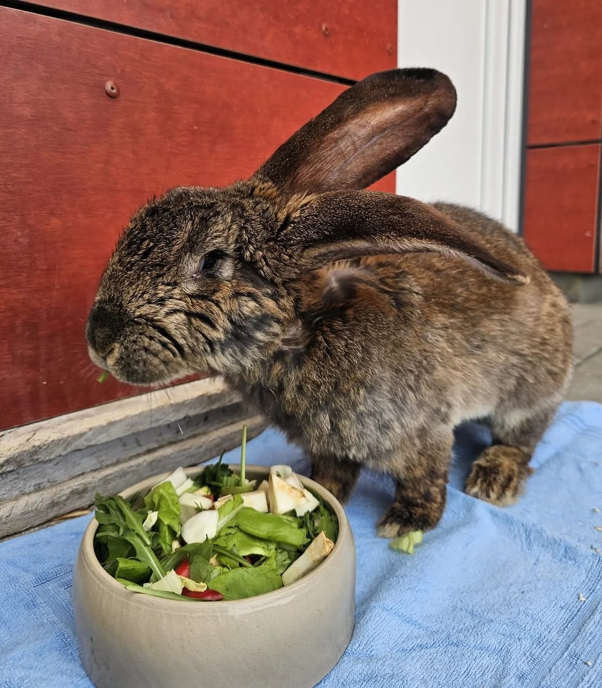 Chopper, male Mixed Breed for adoption at Tierschutzverein Bremerhaven, Bremerhaven