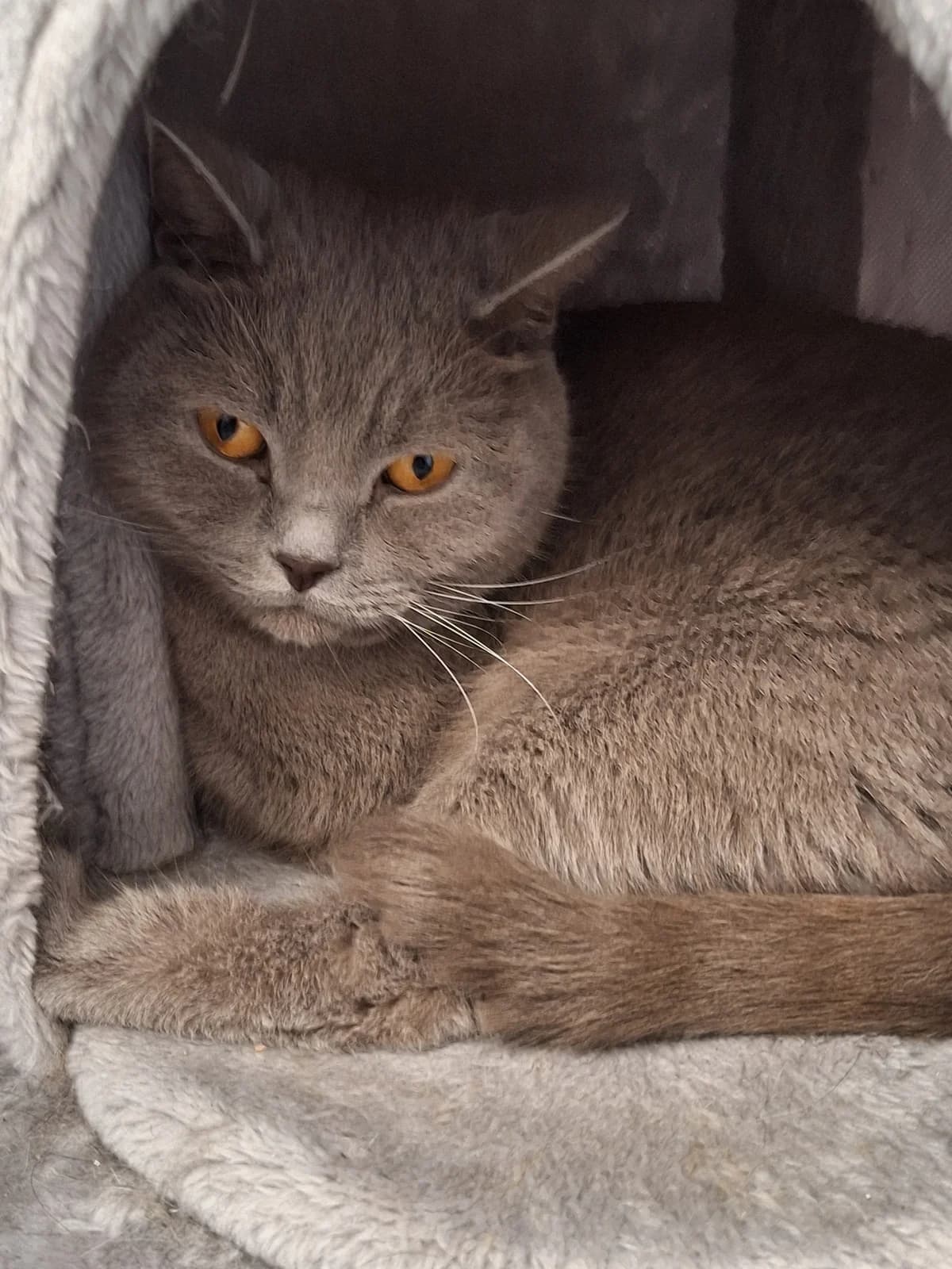 Irene, female Mixed Breed for adoption at Tierschutzverein Bremerhaven, Bremerhaven