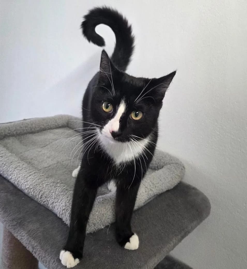 Pinky, male Mixed Breed for adoption at Tierschutzverein Bremerhaven, Bremerhaven