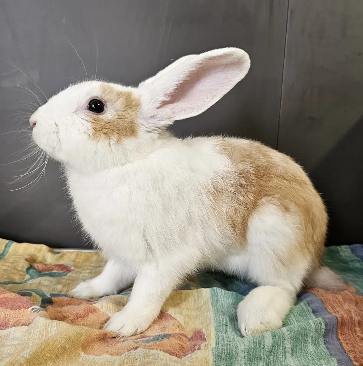 Koce, male Mixed Breed for adoption at Tierschutzverein Bremerhaven, Bremerhaven