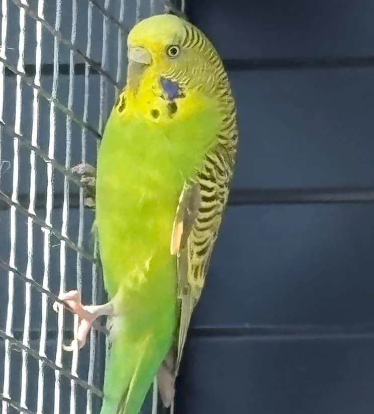 Robin, female Mixed Breed for adoption at Tierschutzverein Bremerhaven, Bremerhaven