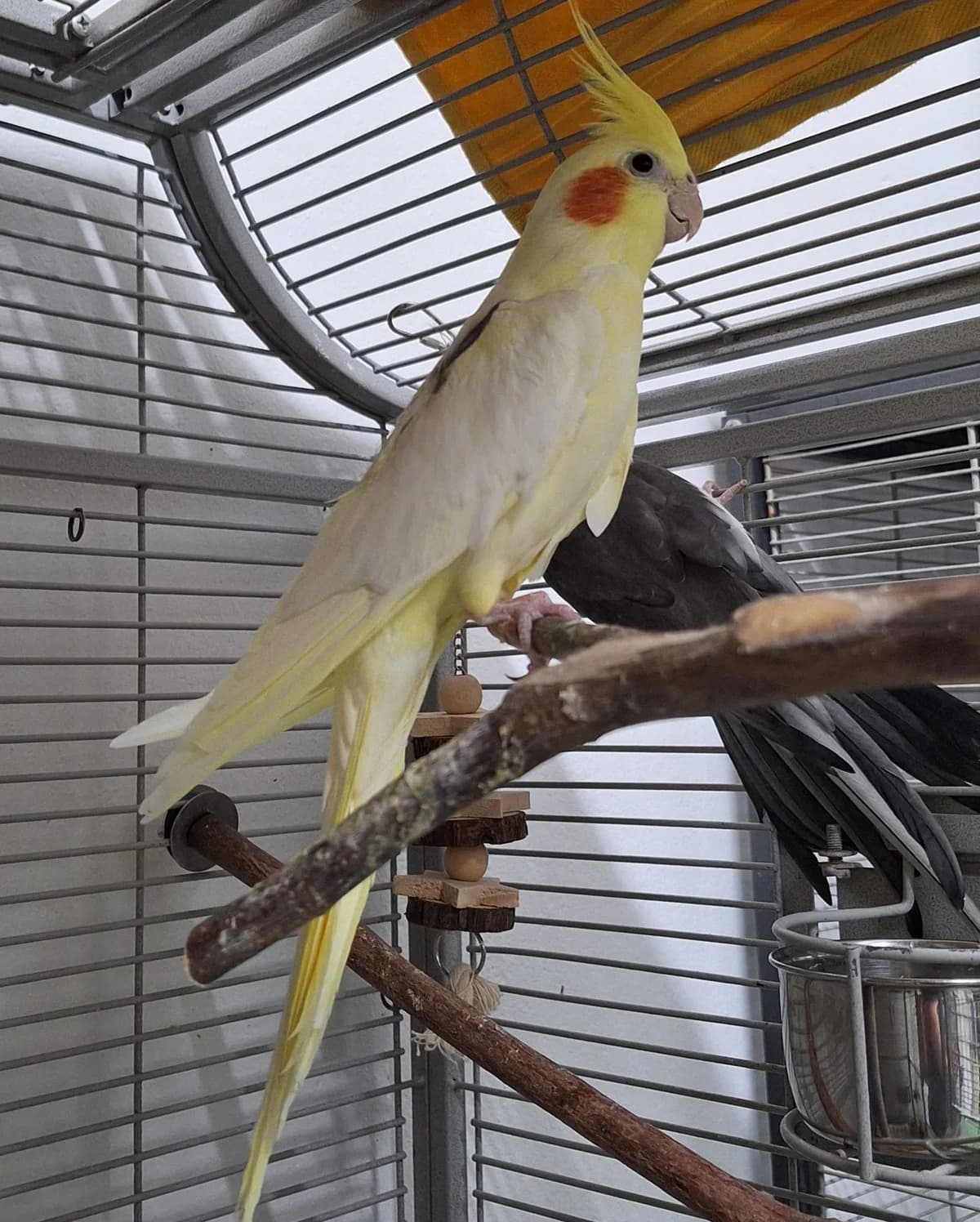 Sanji, male Mixed Breed for adoption at Tierschutzverein Bremerhaven, Bremerhaven