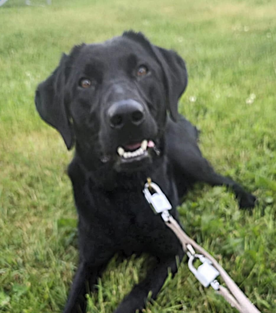 Erik, male Mixed Breed for adoption at Tierschutzverein Bremerhaven, Bremerhaven