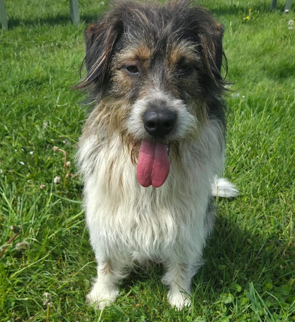 Ide, male Mixed Breed for adoption at Tierschutzverein Bremerhaven, Bremerhaven