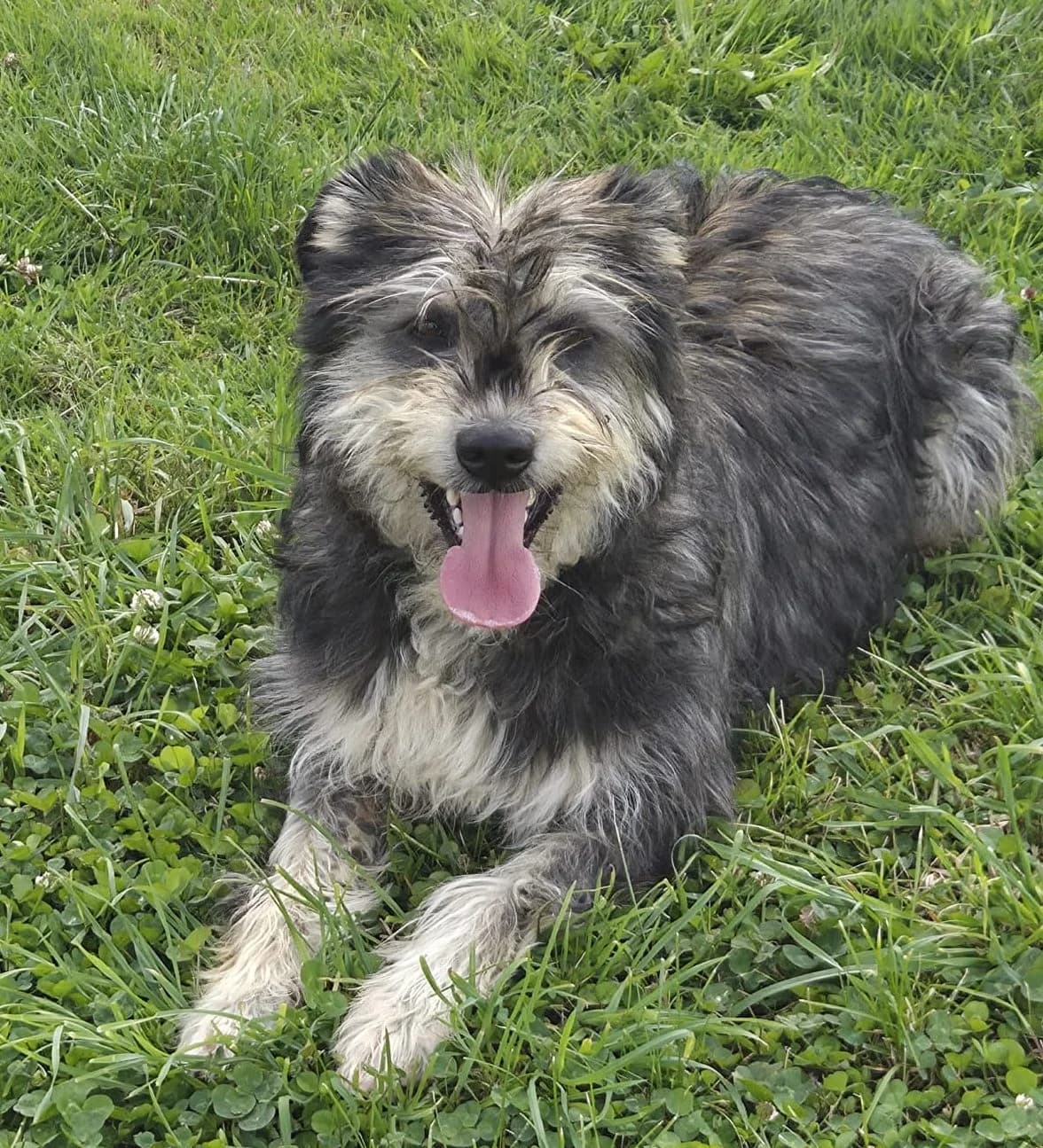 Carla, female Mixed Breed for adoption at Tierschutzverein Bremerhaven, Bremerhaven