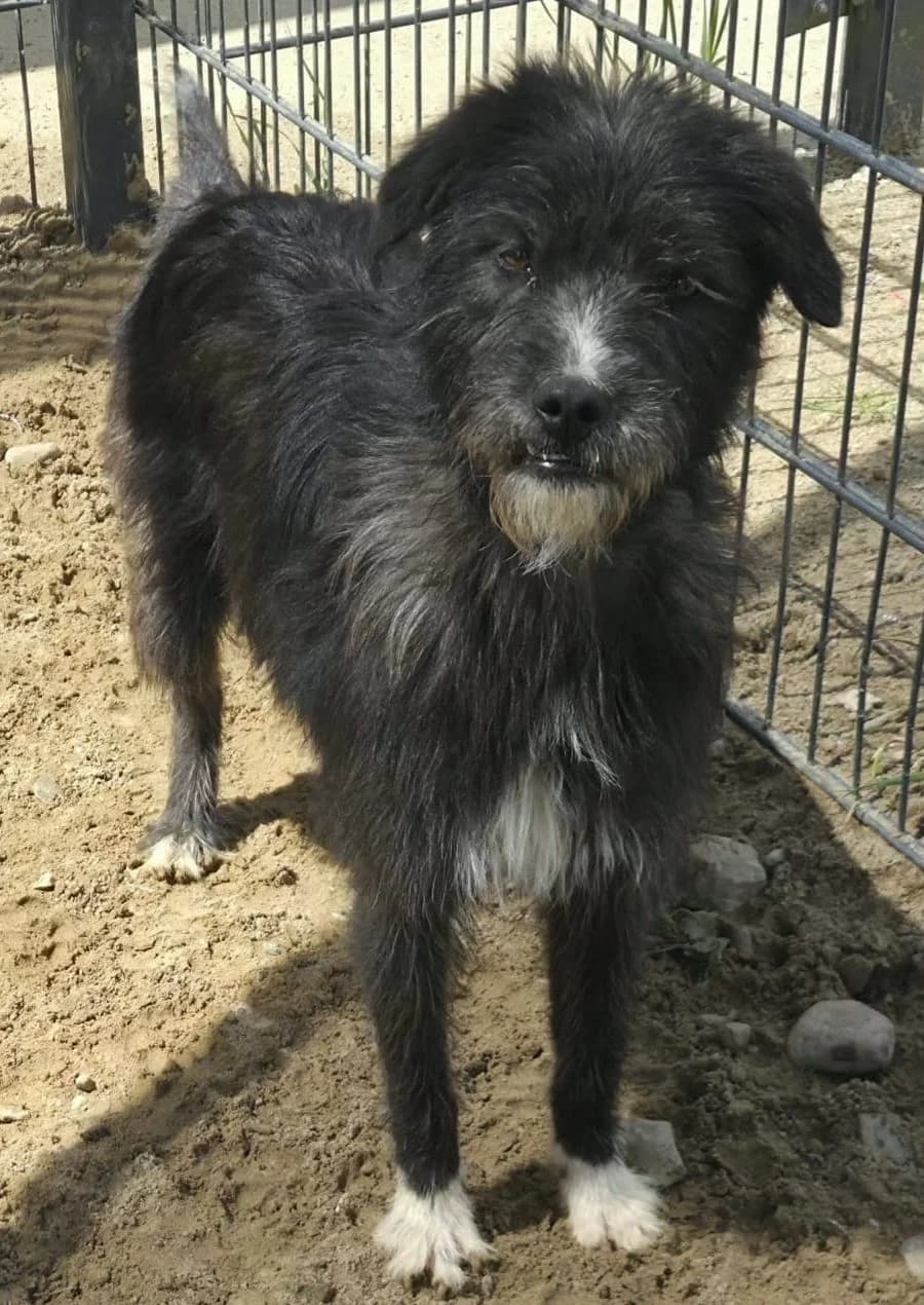 Heidi, female Mixed Breed for adoption at Tierschutzverein Bremerhaven, Bremerhaven