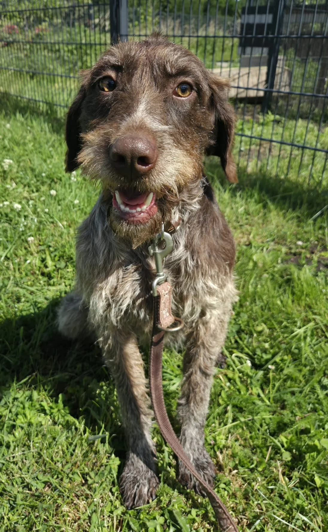 Bertha, female Mixed Breed for adoption at Tierschutzverein Bremerhaven, Bremerhaven