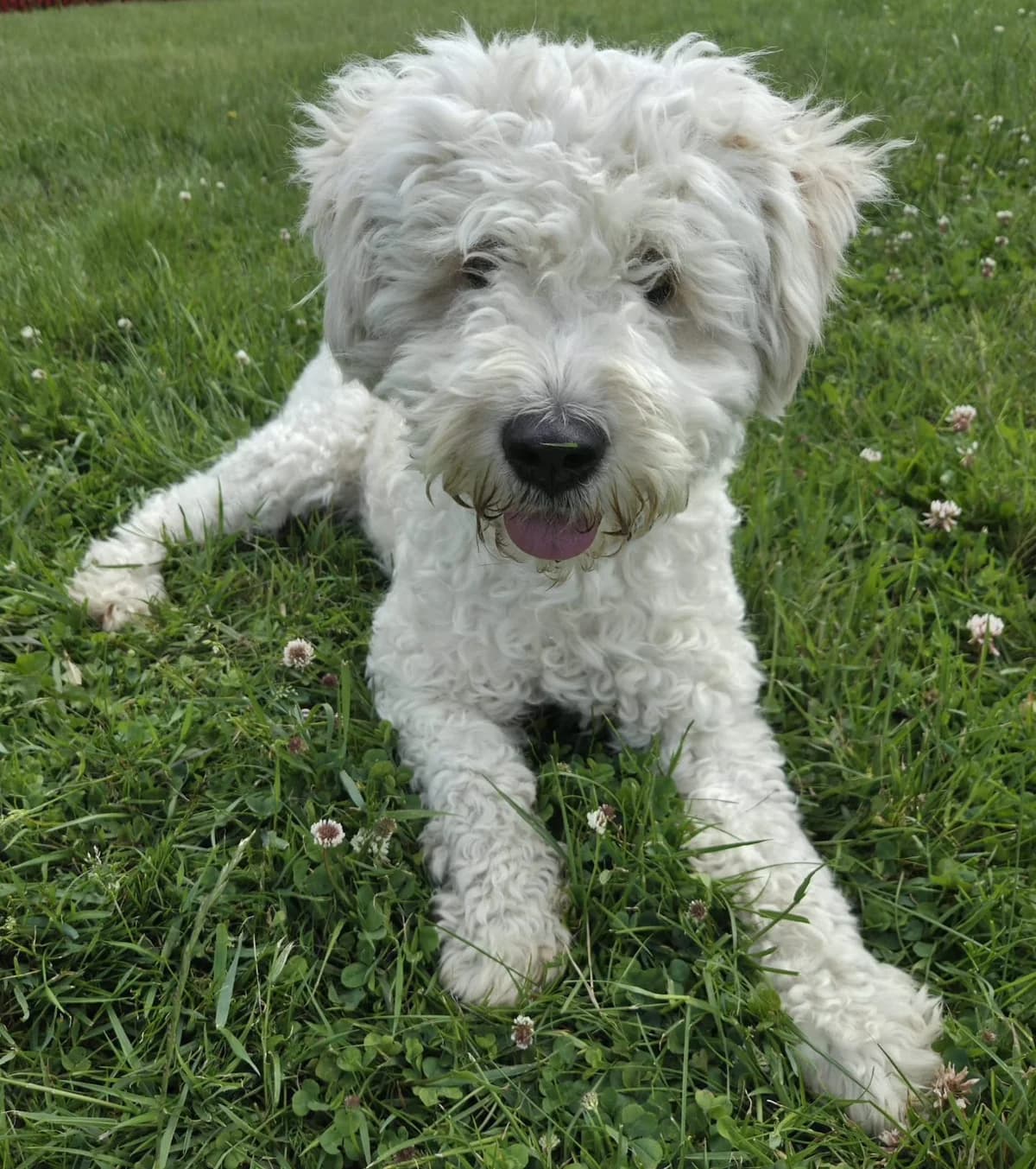 Monty, male Mixed Breed for adoption at Tierschutzverein Bremerhaven, Bremerhaven