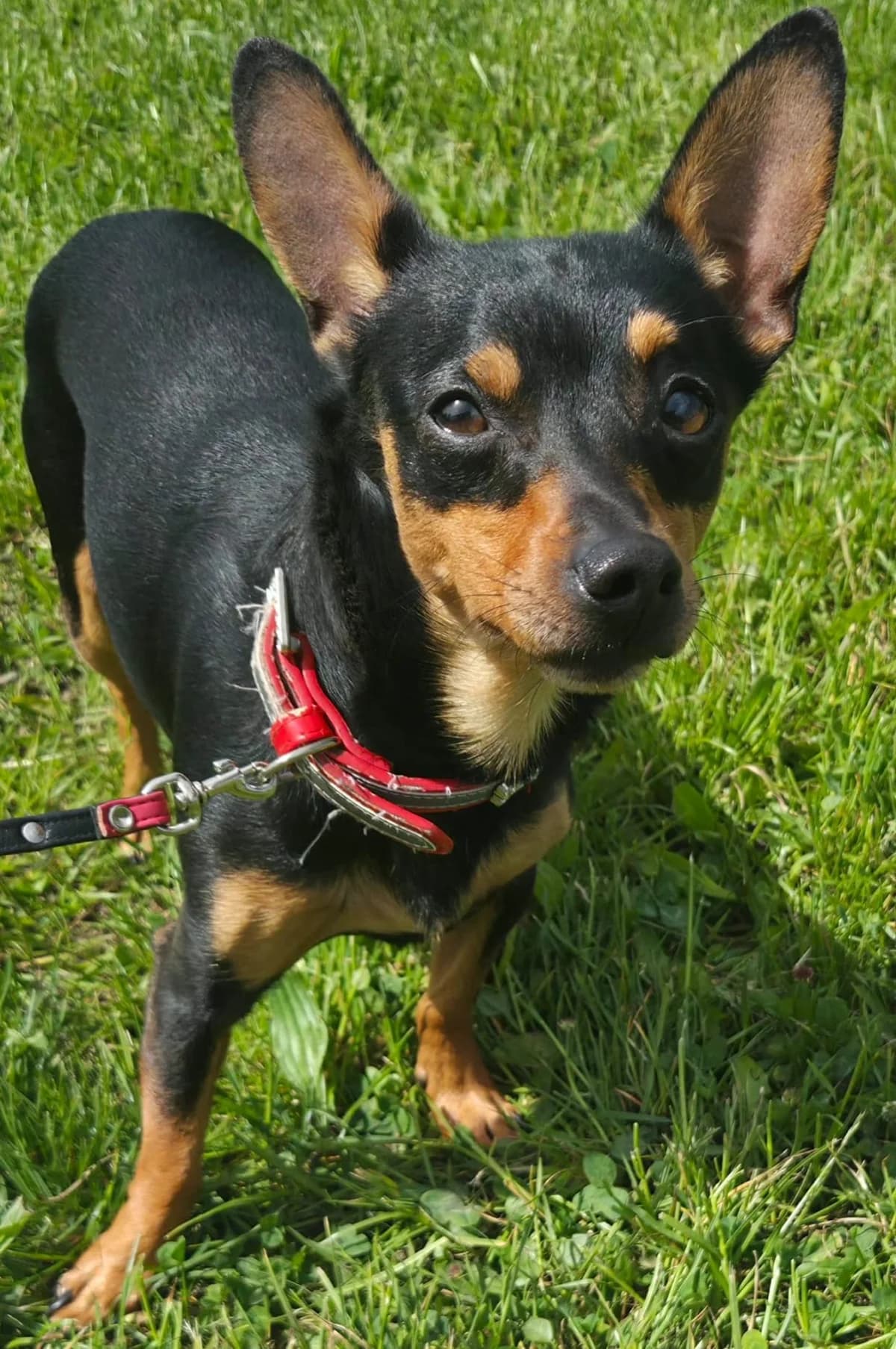 Mogli, male Mixed Breed for adoption at Tierschutzverein Bremerhaven, Bremerhaven