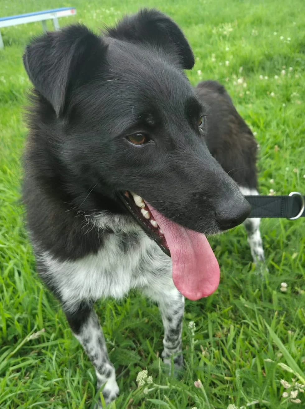 Kyra, female Mixed Breed for adoption at Tierschutzverein Bremerhaven, Bremerhaven