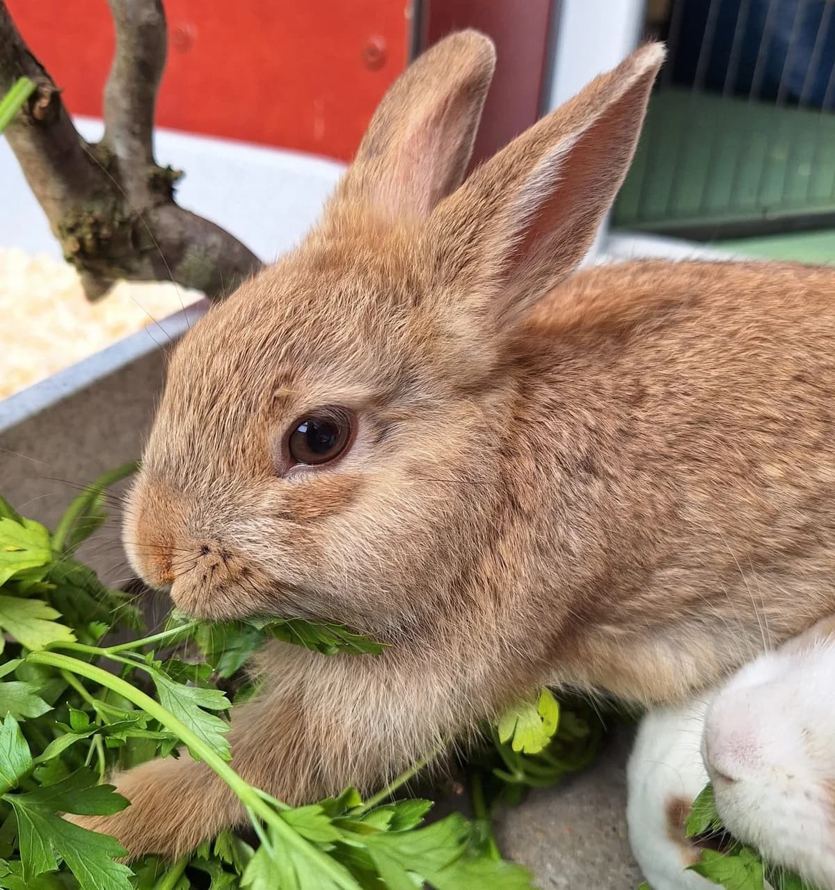 Wasp, female Mixed Breed for adoption at Tierschutzverein Bremerhaven, Bremerhaven