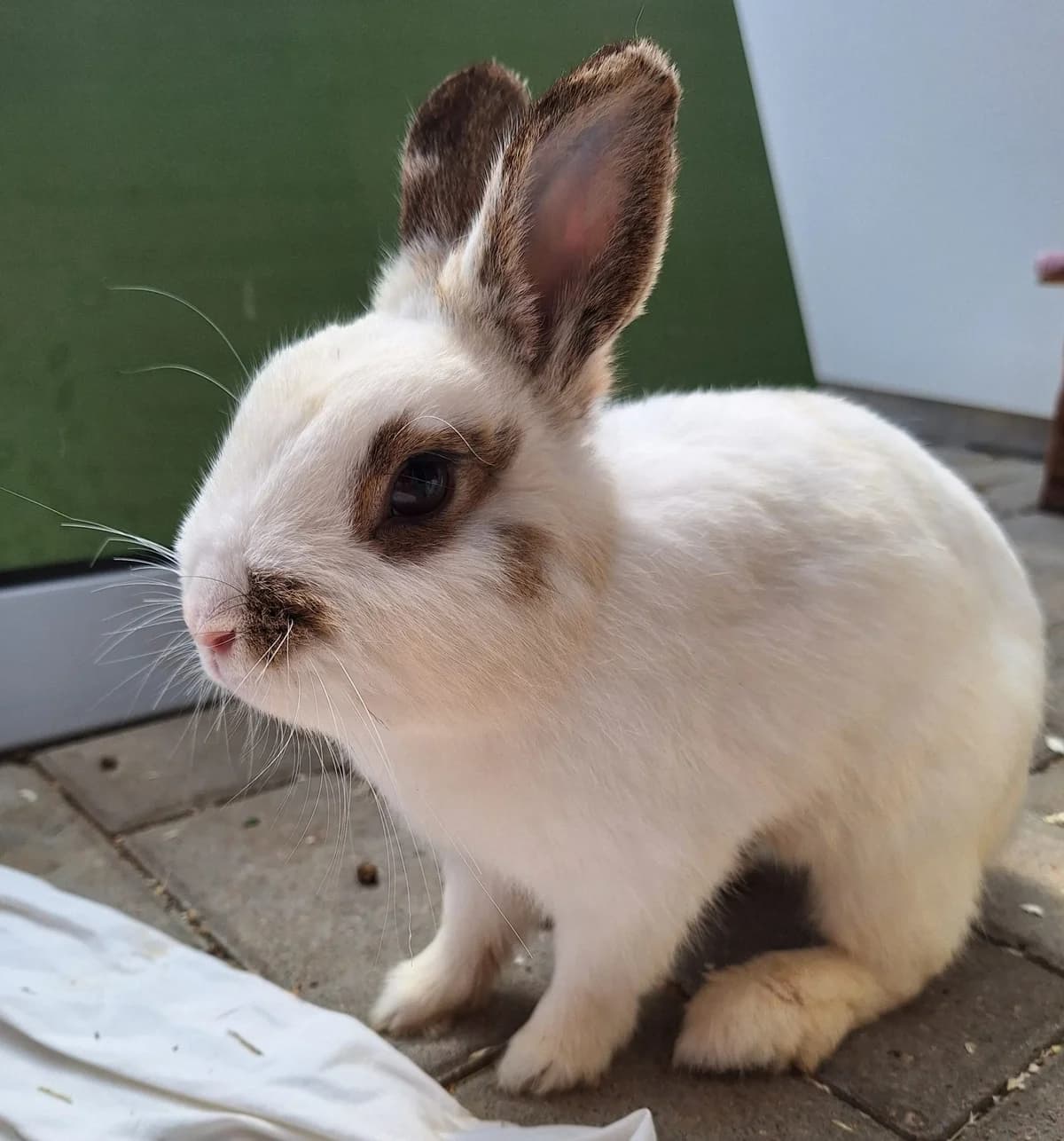 Captain Marvel, female Mixed Breed for adoption at Tierschutzverein Bremerhaven, Bremerhaven