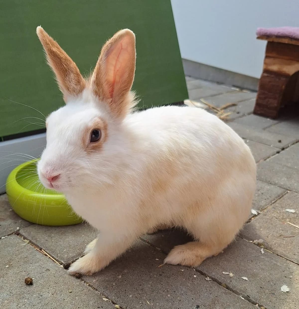 Scarlet Witch, female Mixed Breed for adoption at Tierschutzverein Bremerhaven, Bremerhaven