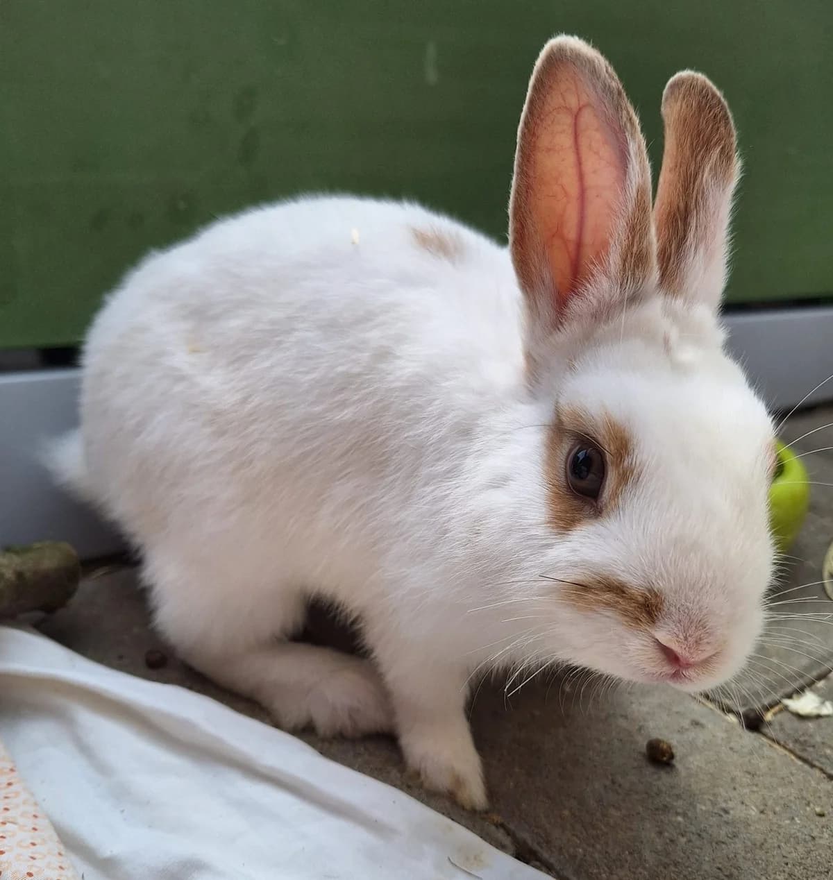 Mystique, female Mixed Breed for adoption at Tierschutzverein Bremerhaven, Bremerhaven