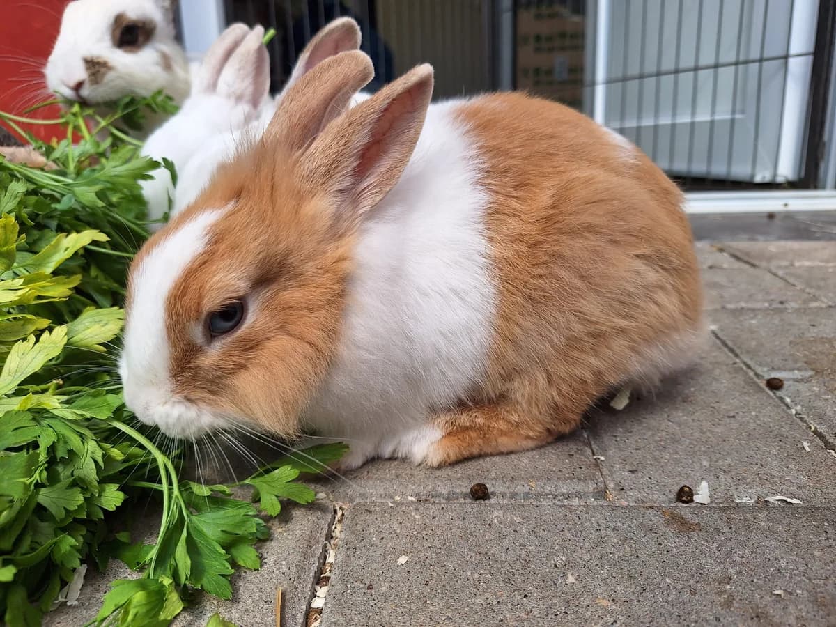 Valkyrie, female Mixed Breed for adoption at Tierschutzverein Bremerhaven, Bremerhaven