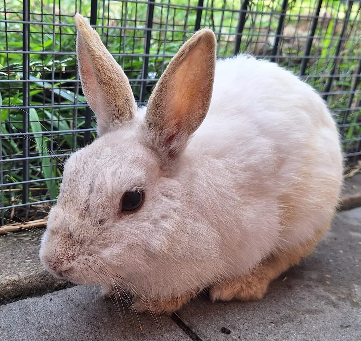 Iron Man, male Mixed Breed for adoption at Tierschutzverein Bremerhaven, Bremerhaven
