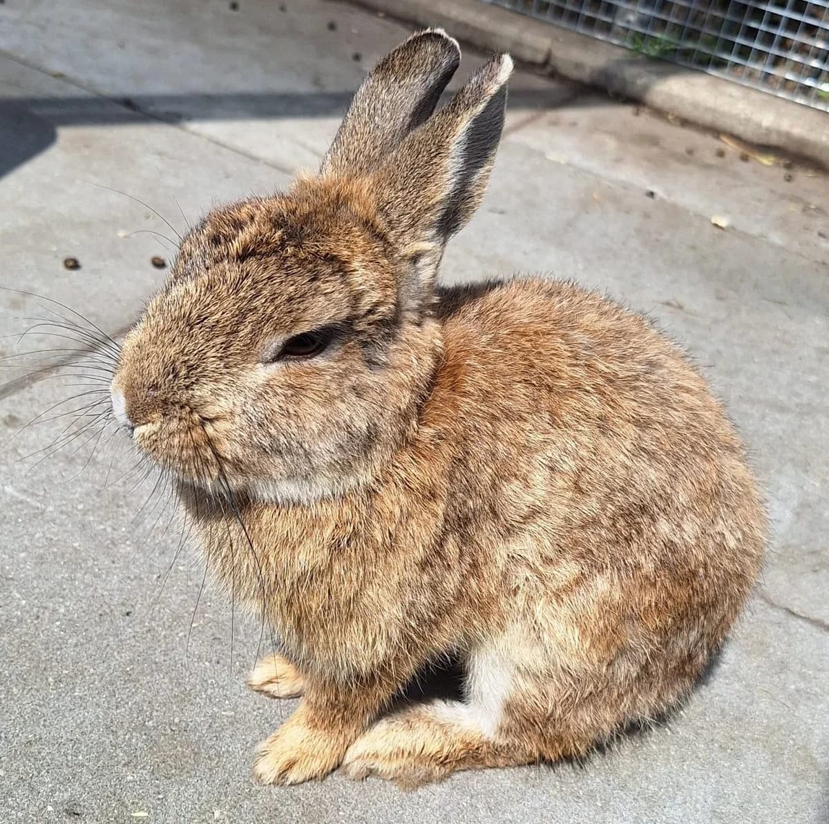 Groot, male Mixed Breed for adoption at Tierschutzverein Bremerhaven, Bremerhaven