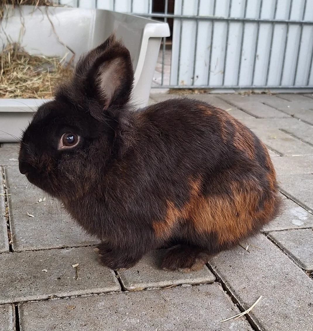 Winter Soldier *reserviert*, male Mixed Breed for adoption at Tierschutzverein Bremerhaven, Bremerhaven