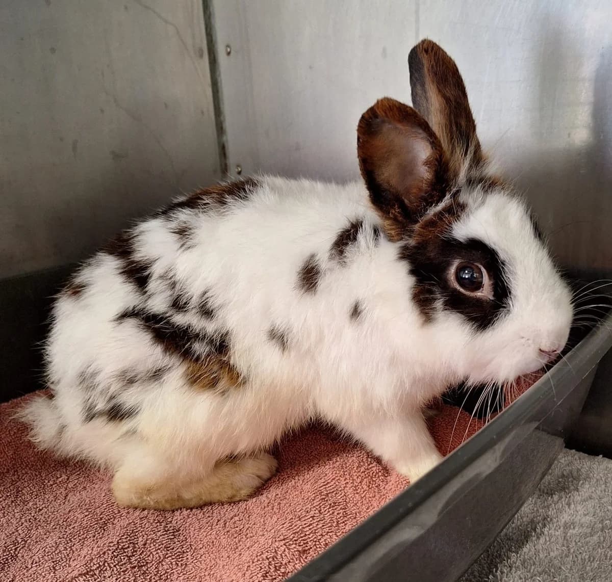 Doctor Strange, Mixed Breed (Tierschutzverein Bremerhaven)