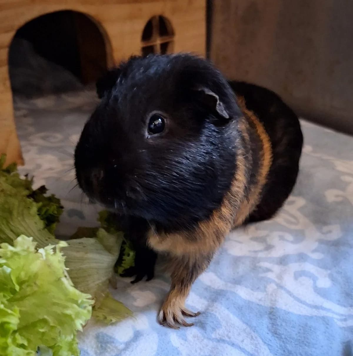 Merlin, male Mixed Breed for adoption at Tierschutzverein Bremerhaven, Bremerhaven