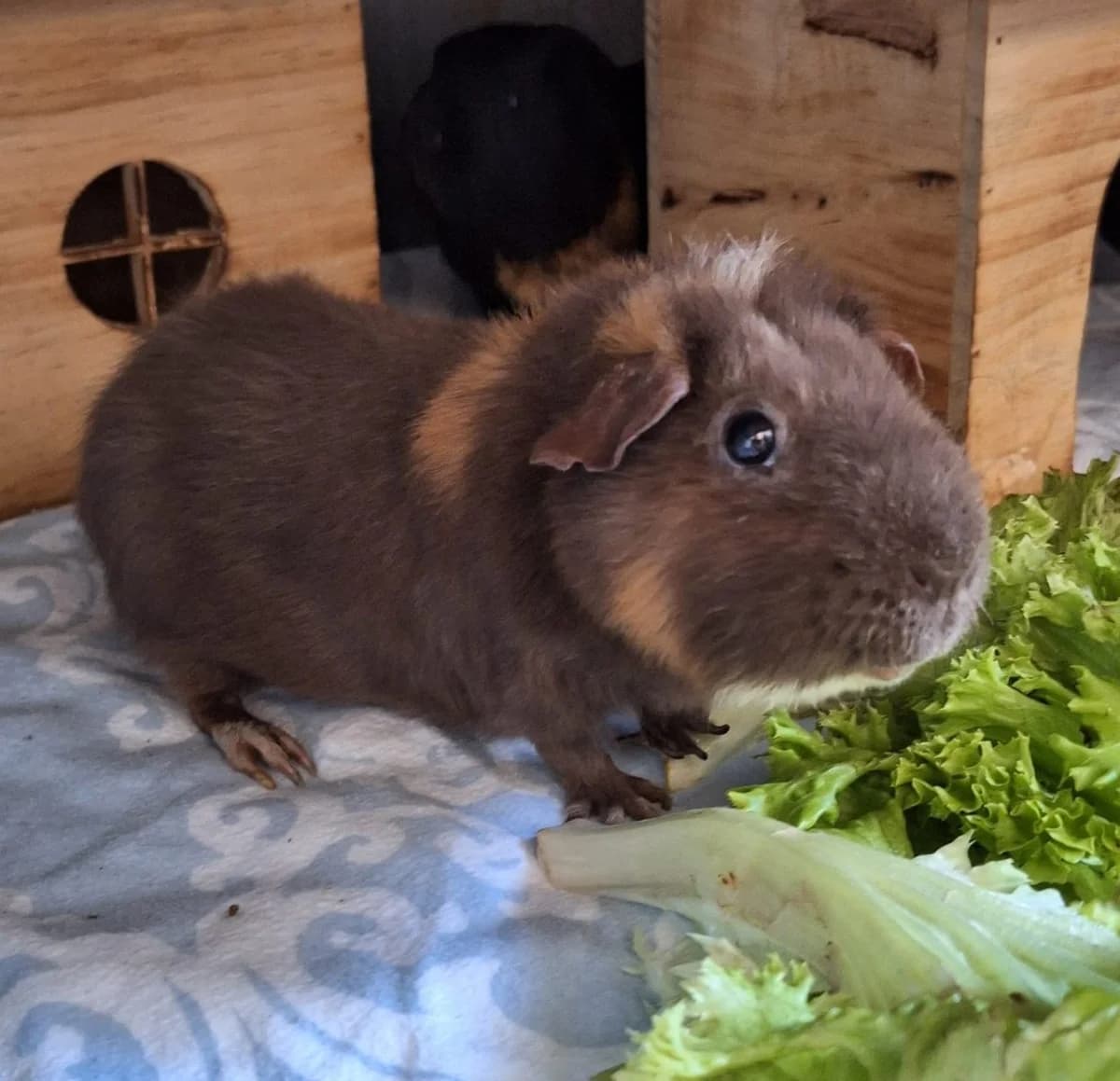 Shadow, male Mixed Breed for adoption at Tierschutzverein Bremerhaven, Bremerhaven