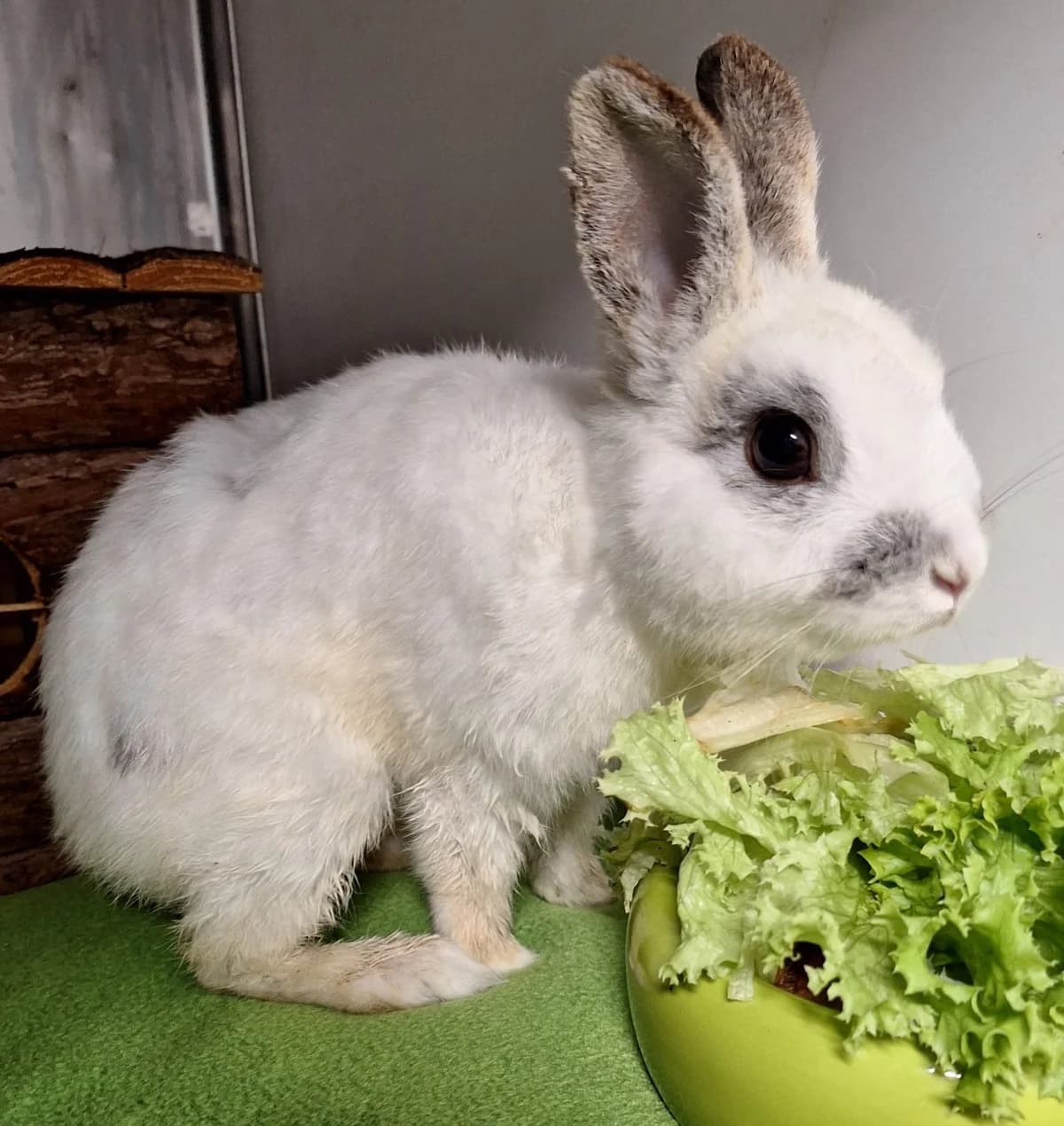 Deadpool, male Mixed Breed for adoption at Tierschutzverein Bremerhaven, Bremerhaven