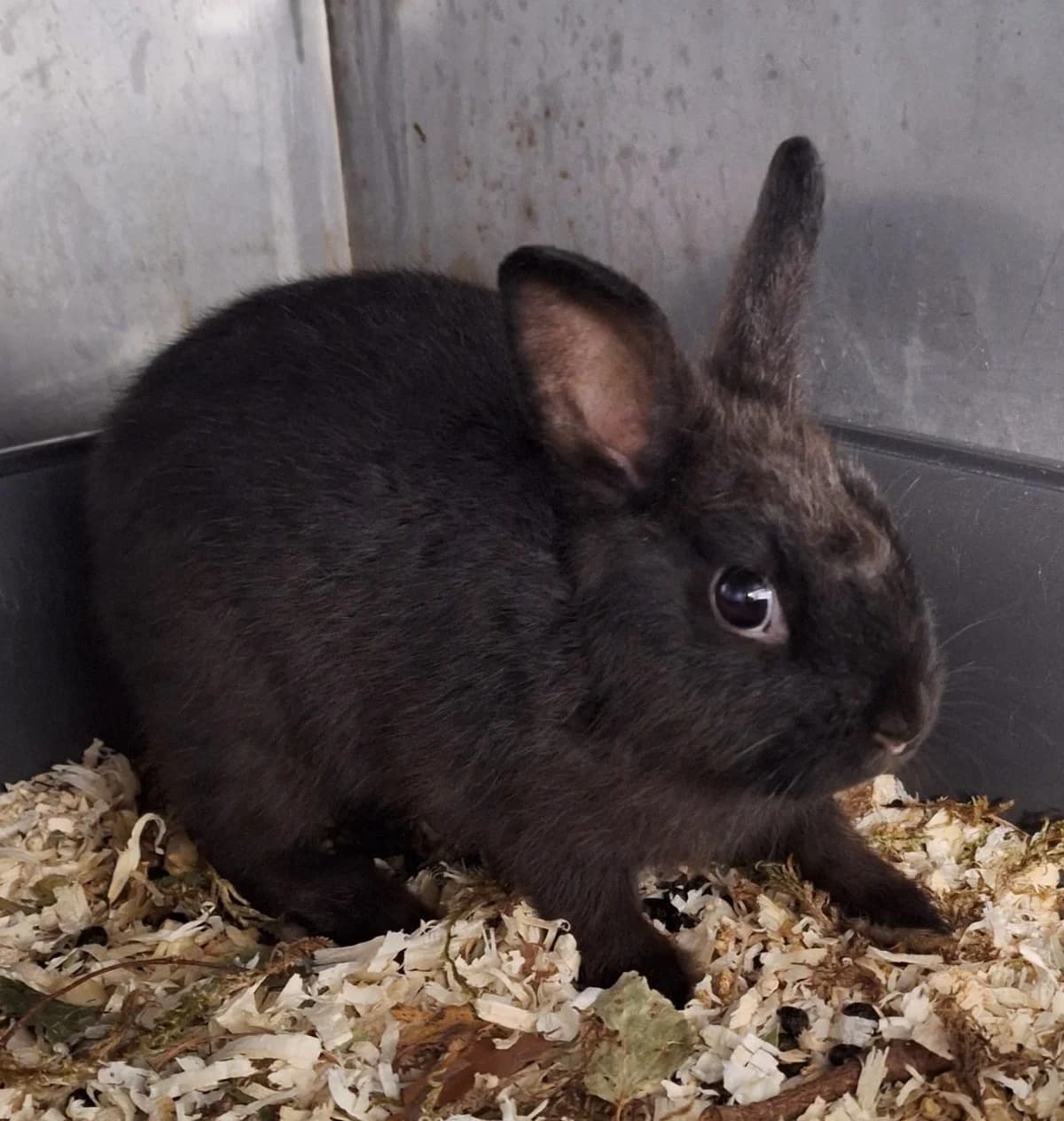 Black Panther, male Mixed Breed for adoption at Tierschutzverein Bremerhaven, Bremerhaven