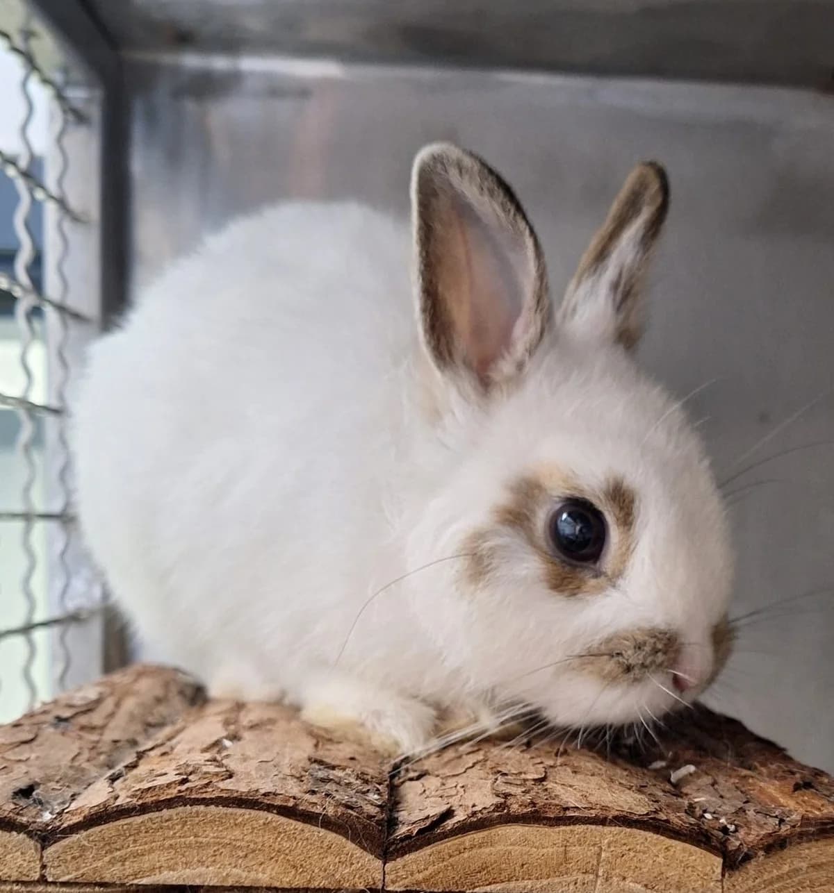 Iron Fist, male Mixed Breed for adoption at Tierschutzverein Bremerhaven, Bremerhaven