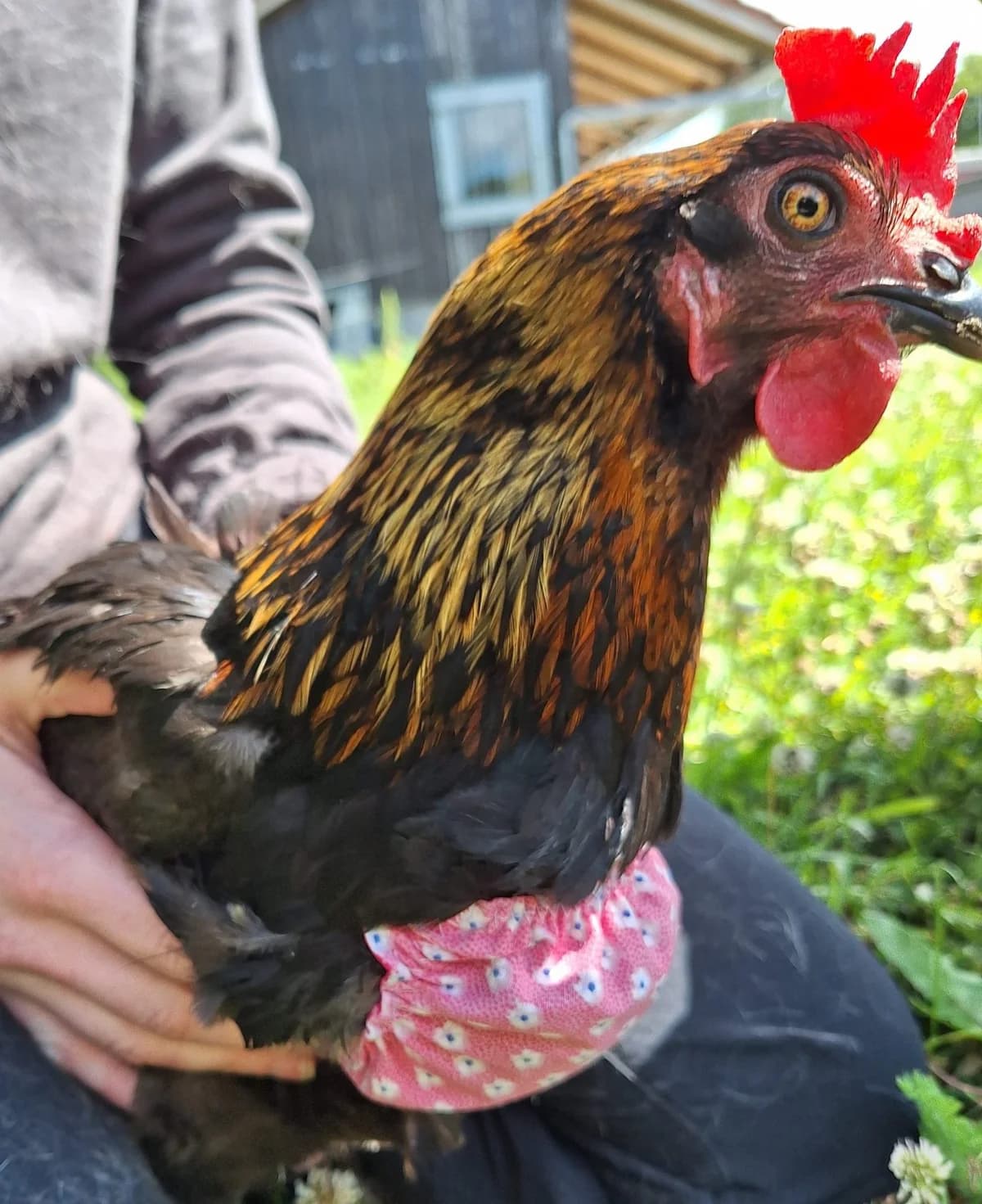 Genevieve, female Mixed Breed for adoption at Tierschutzverein Bremerhaven, Bremerhaven