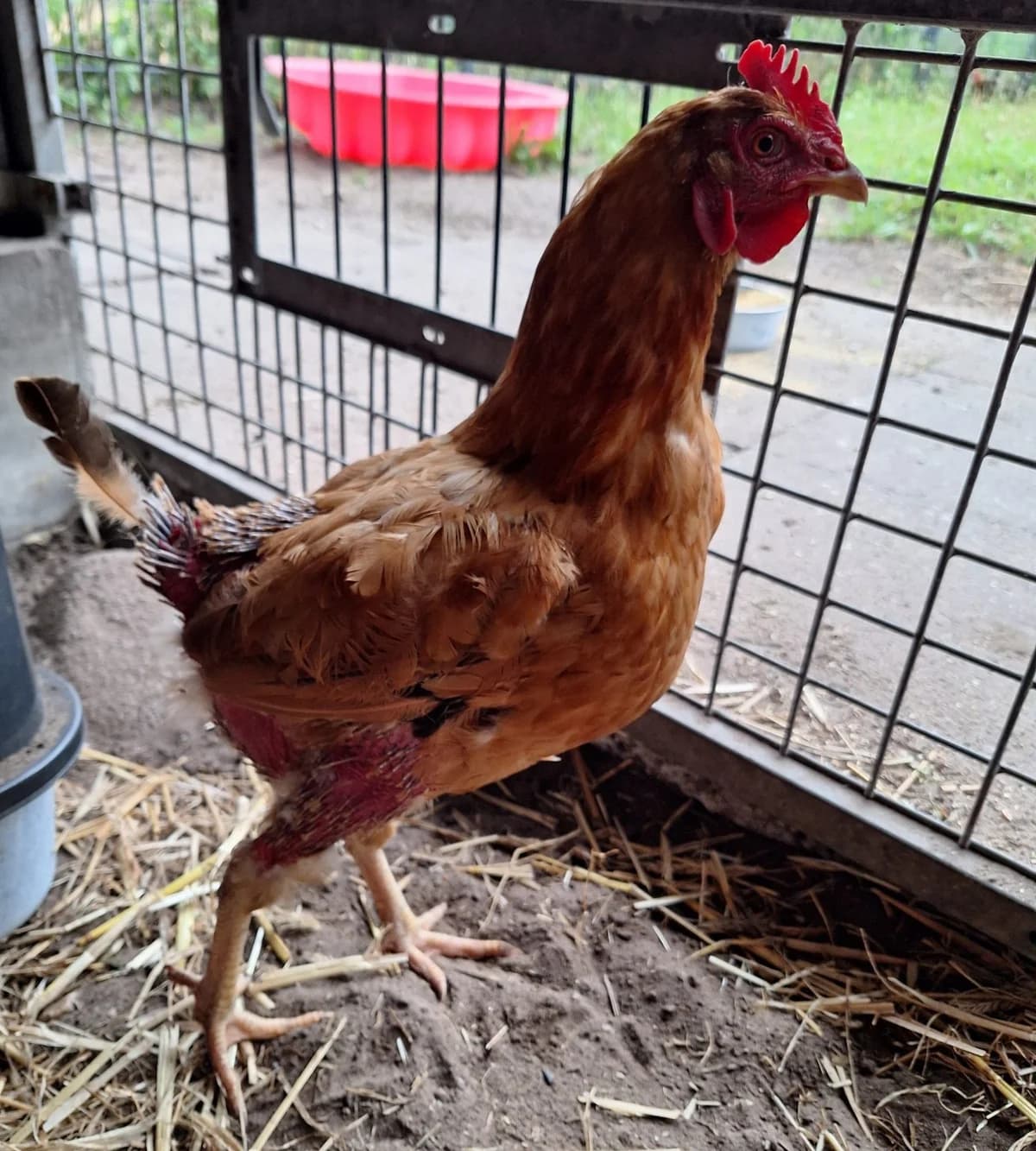 Rapunzel, Mixed Breed (Tierschutzverein Bremerhaven)