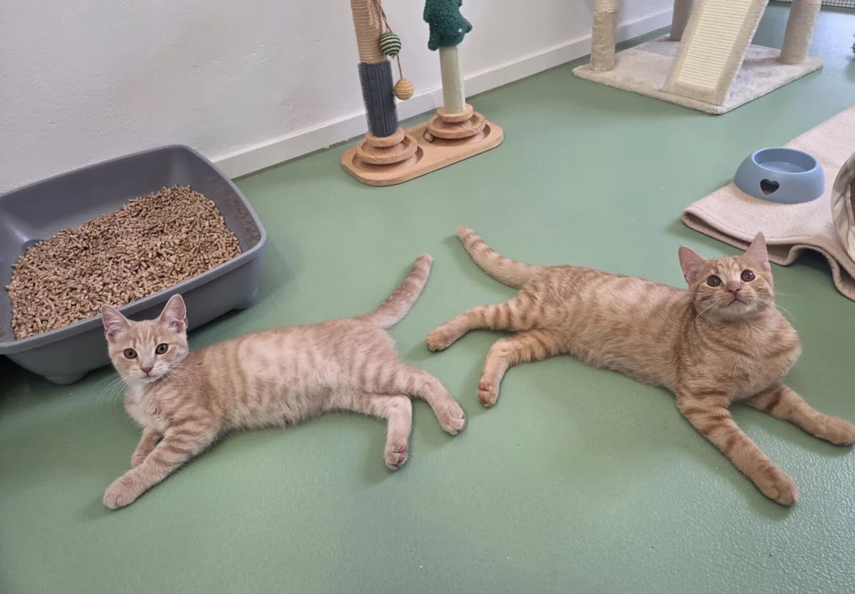 Yuma und Tim, Mixed Breed (Tierschutzverein Bremerhaven)