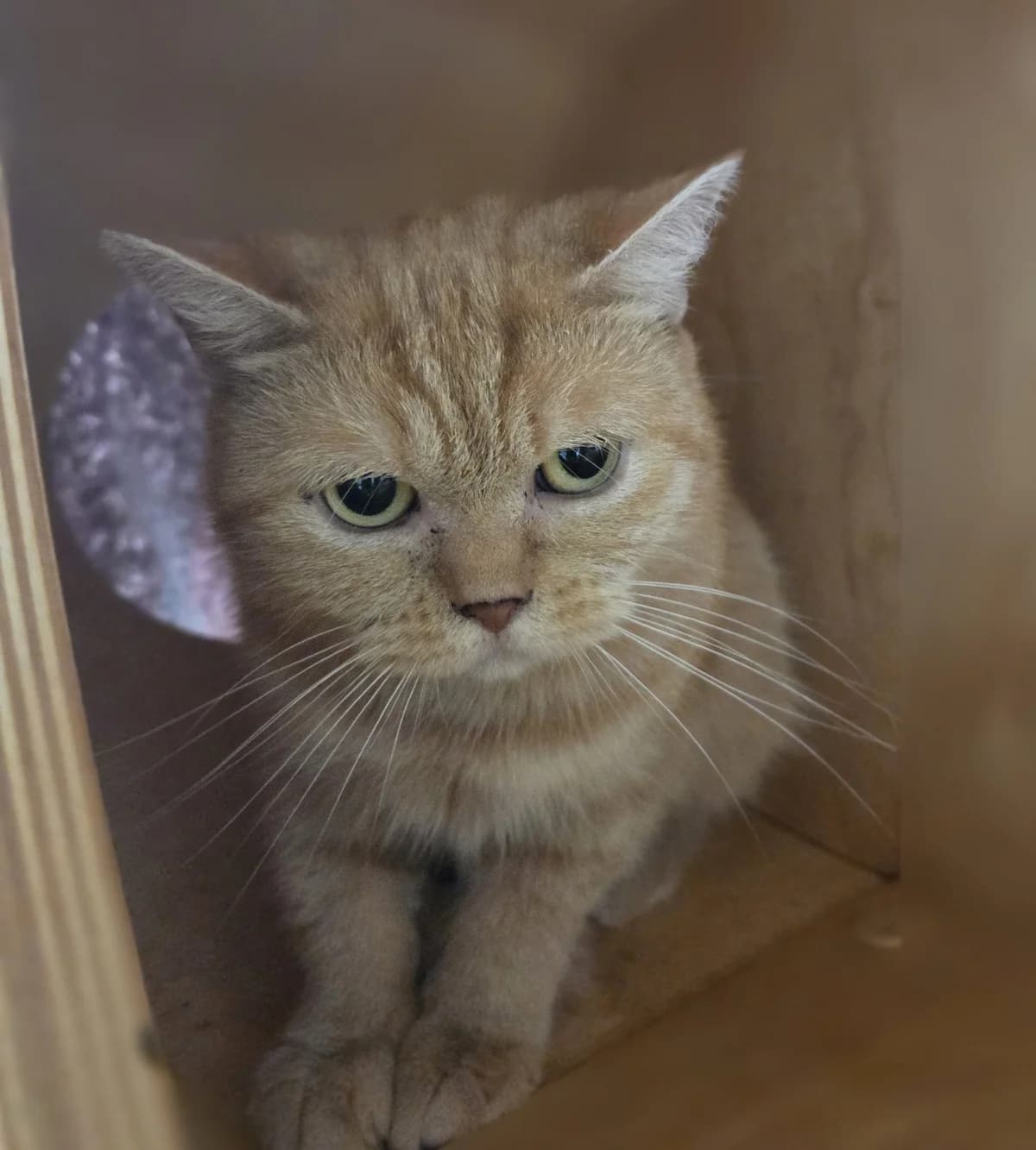 Chilli, female Mixed Breed for adoption at Tierschutzverein Bremerhaven, Bremerhaven