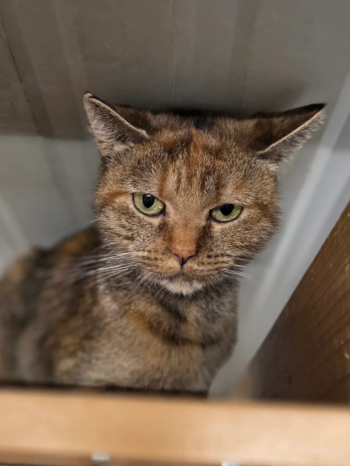 Flicka, female Mixed Breed for adoption at Tierschutzverein Bremerhaven, Bremerhaven